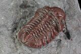 Red Barrandeops Trilobite - Hmar Laghdad, Morocco #69738-4